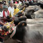 Jallikattu: SC refers pleas against  bull-taming sport to Constitution bench