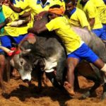 Jallikattu row: SC agrees to Centre’s request to delay verdict on the bull taming sport