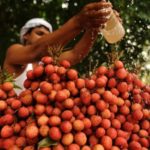 Indian children died after 'eating lychees on empty stomach'