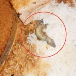 Mumbai: 130 students served curry with lizard at Chembur hostel