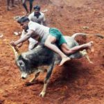 Seven people die during jallikattu in Tamil Nadu