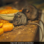 Dead Rat In Midday Meal Not One-Off Incident In Delhi: BJP