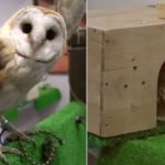Japan’s cafe owls are at risk, warn animal rights groups
