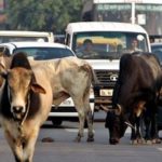 Cows on road? Indian engineers develop alert system for drivers