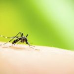 Dengue Fever: How to Prevent the Disease and Stay Healthy this Monsoon
