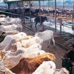 Deep and wide cattle smuggling nexus at the India-Bangladesh border