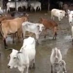 Declare Cow As National Animal, Says Jamiat Chief Maulana Syed Arshad Madani