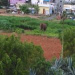 TN: Wild elephant goes on rampage, kills four