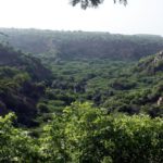 World Environment Day: Despite increasing green cover, India is losing its forests