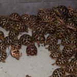 Mumbai: Two men arrested with 200 star tortoises