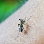 Mobile Application Developed To Track Dengue Outbreak In Kerala