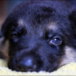 Diwali 2017: Why should your pets suffer while you celebrate?